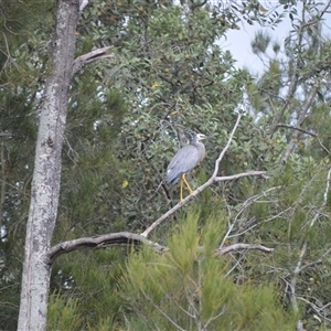 Egretta novaehollandiae at Gerroa, NSW - 29 Jan 2025 08:20 PM