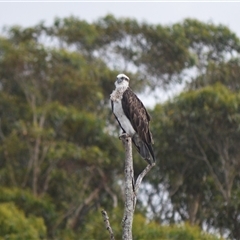 Pandion haliaetus (Osprey) at Gerroa, NSW - 29 Jan 2025 by plants