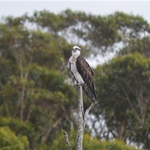 Pandion haliaetus (Osprey) at Gerroa, NSW by plants