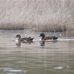 Anas castanea (Chestnut Teal) at Gerroa, NSW - 29 Jan 2025 by plants