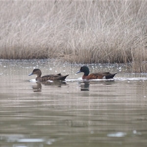 Anas castanea (Chestnut Teal) at Gerroa, NSW by plants