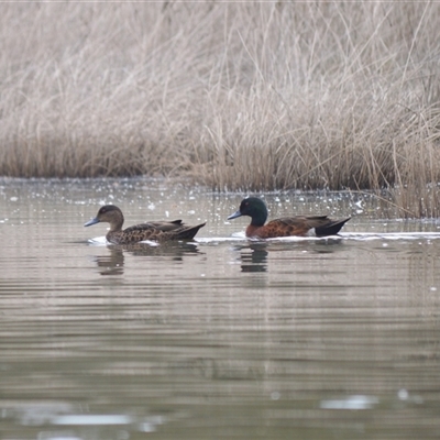 Anas castanea (Chestnut Teal) at Gerroa, NSW - 29 Jan 2025 by plants