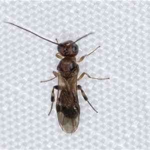 Phanerotoma sp. (genus) at Melba, ACT by kasiaaus