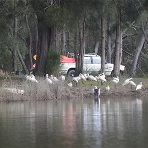 Platalea regia at Gerroa, NSW - 29 Jan 2025 08:55 PM