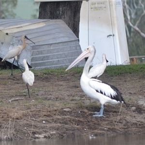 Pelecanus conspicillatus (Australian Pelican) at Gerroa, NSW by plants