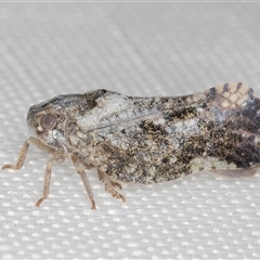 Massila sp. (genus) (Unidentified Massila planthopper) at Melba, ACT - 27 Jan 2025 by kasiaaus