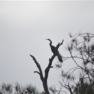 Anhinga novaehollandiae (Australasian Darter) at Gerroa, NSW by plants