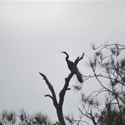 Anhinga novaehollandiae (Australasian Darter) at Gerroa, NSW - 29 Jan 2025 by plants