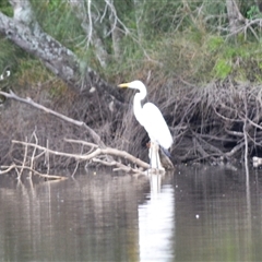 Ardea alba (Great Egret) at Gerroa, NSW - 29 Jan 2025 by plants