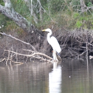 Ardea alba (Great Egret) at Gerroa, NSW by plants