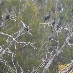 Phalacrocorax sulcirostris (Little Black Cormorant) at Gerroa, NSW - 29 Jan 2025 by plants