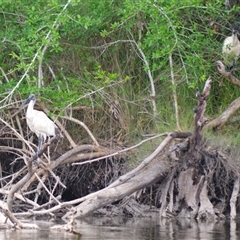 Threskiornis molucca (Australian White Ibis) at Gerroa, NSW - 29 Jan 2025 by plants