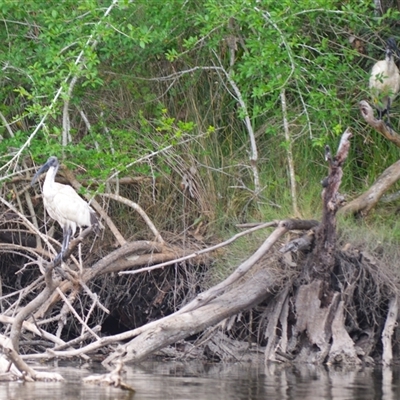 Threskiornis molucca (Australian White Ibis) at Gerroa, NSW - 29 Jan 2025 by plants