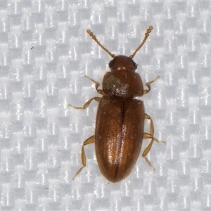 Unidentified Other beetle at Melba, ACT by kasiaaus