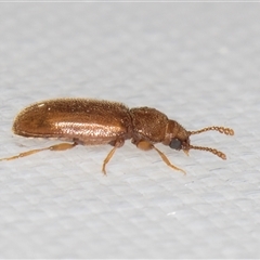 Cryptophilus (genus) at Melba, ACT - 27 Jan 2025 09:07 PM