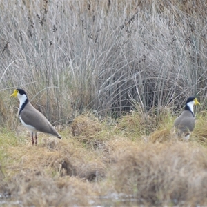 Vanellus miles (Masked Lapwing) at Gerroa, NSW by plants