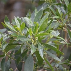 Myoporum acuminatum (Boobialla) at Gerroa, NSW - 29 Jan 2025 by plants