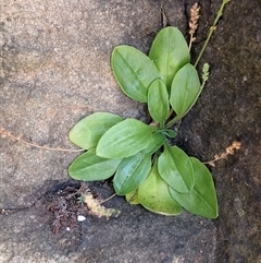 Plantago hispida (Hairy Plantain) at Gerroa, NSW - 29 Jan 2025 by plants