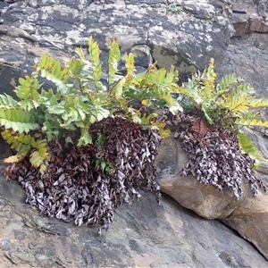 Cyrtomium falcatum (Holly Fern) at Gerroa, NSW by plants