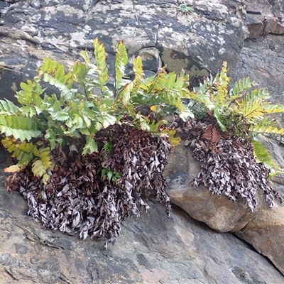 Cyrtomium falcatum (Holly Fern) at Gerroa, NSW - 29 Jan 2025 by plants