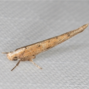 Zelleria cynetica (Rectangular Ermine Moth) at Melba, ACT - 27 Jan 2025 by kasiaaus