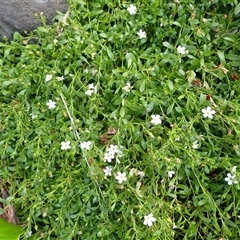 Samolus repens (Creeping Brookweed) at Gerroa, NSW - 29 Jan 2025 by plants