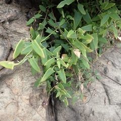 Einadia nutans subsp. nutans (Climbing Saltbush) at Gerroa, NSW - 29 Jan 2025 by plants