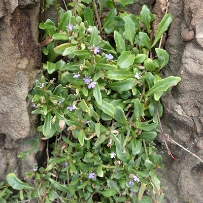 Lobelia anceps (Angled Lobelia) at Gerroa, NSW - 29 Jan 2025 by plants