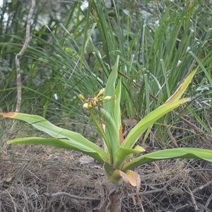 Crinum pedunculatum (Swamp Lily, River Lily, Mangrove Lily) at Gerroa, NSW by plants