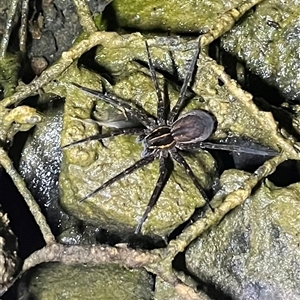 Dolomedes sp. (genus) at Yarralumla, ACT - 29 Jan 2025 10:34 PM