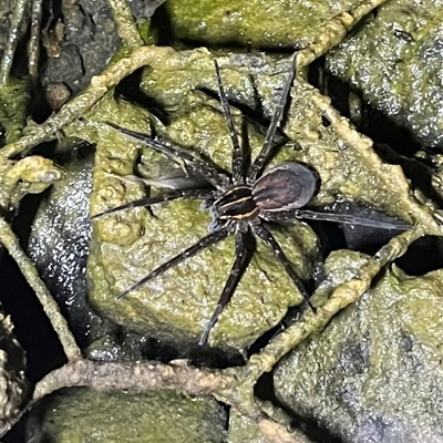 Dolomedes sp. (genus) (Fishing spider) at Yarralumla, ACT - 29 Jan 2025 by AlisonP