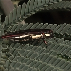 Agrilus hypoleucus at Strathnairn, ACT - 29 Jan 2025 by jb2602