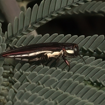 Agrilus hypoleucus at Strathnairn, ACT - 29 Jan 2025 by jb2602