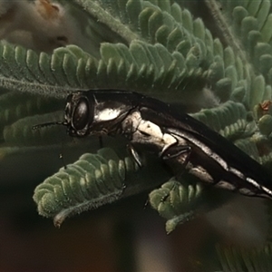 Agrilus hypoleucus at Strathnairn, ACT - 29 Jan 2025 06:27 PM