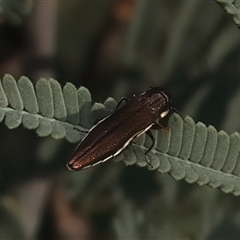 Agrilus hypoleucus at Strathnairn, ACT - 29 Jan 2025 06:27 PM