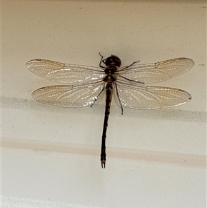 Hemicordulia australiae (Australian Emerald) at Aranda, ACT by Jubeyjubes