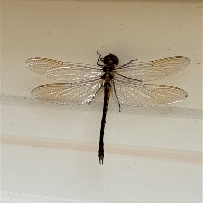 Hemicordulia australiae (Australian Emerald) at Aranda, ACT - 30 Jan 2025 by Jubeyjubes