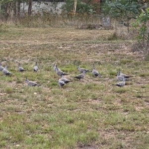 Ocyphaps lophotes (Crested Pigeon) at Phillip, ACT by Mike