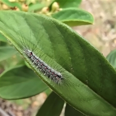 Unidentified Moth (Lepidoptera) at Mawson, ACT - 30 Jan 2025 by Mike