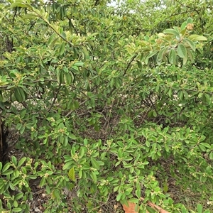 Cotoneaster glaucophyllus (Cotoneaster) at Mawson, ACT by Mike