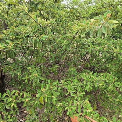 Cotoneaster glaucophyllus (Cotoneaster) at Mawson, ACT - 30 Jan 2025 by Mike