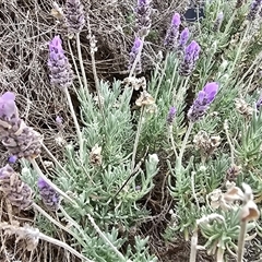 Lavandula sp. (Lavender) at Mawson, ACT - 30 Jan 2025 by Mike