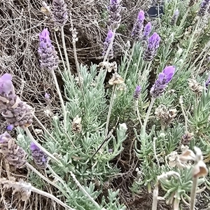 Lavandula sp. at Mawson, ACT - 30 Jan 2025 11:30 AM