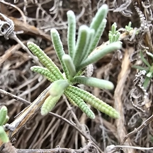 Lavandula sp. at Mawson, ACT - 30 Jan 2025 11:30 AM