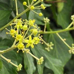 Hedera sp. at Mawson, ACT - Yesterday 11:26 AM