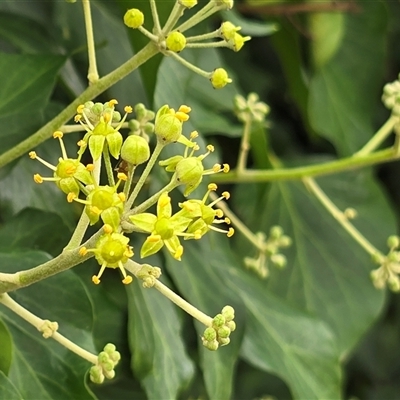 Hedera sp. (Ivy) at Mawson, ACT - 30 Jan 2025 by Mike