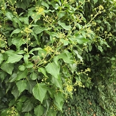 Hedera sp. at Mawson, ACT - 30 Jan 2025 11:26 AM