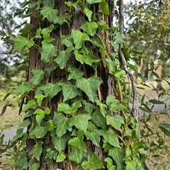 Hedera hibernica (Ivy) at Mawson, ACT - 30 Jan 2025 by Mike