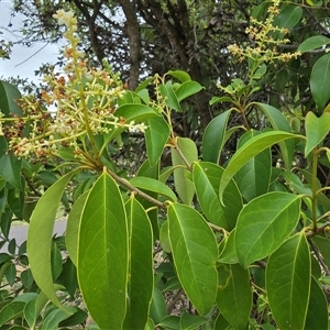 Ligustrum lucidum at Mawson, ACT - 30 Jan 2025 11:22 AM