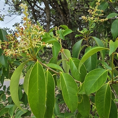 Ligustrum lucidum (Large-leaved Privet) at Mawson, ACT - 30 Jan 2025 by Mike